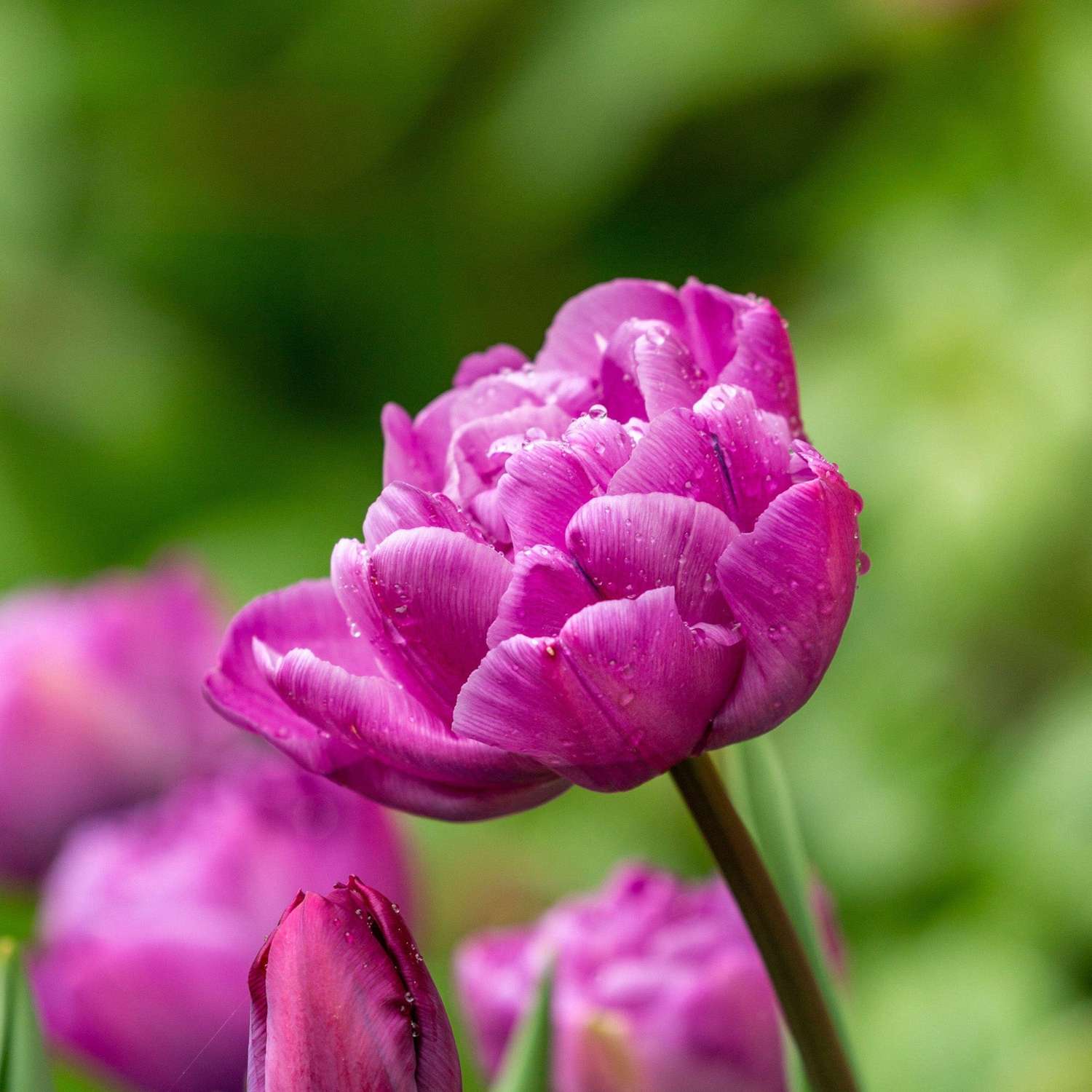 Tulpe 'Blue Diamond' - Tulipaner